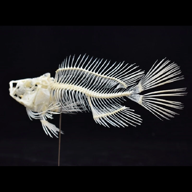 Art And Craft Science - Modello di Scheletro di Pesciolino della