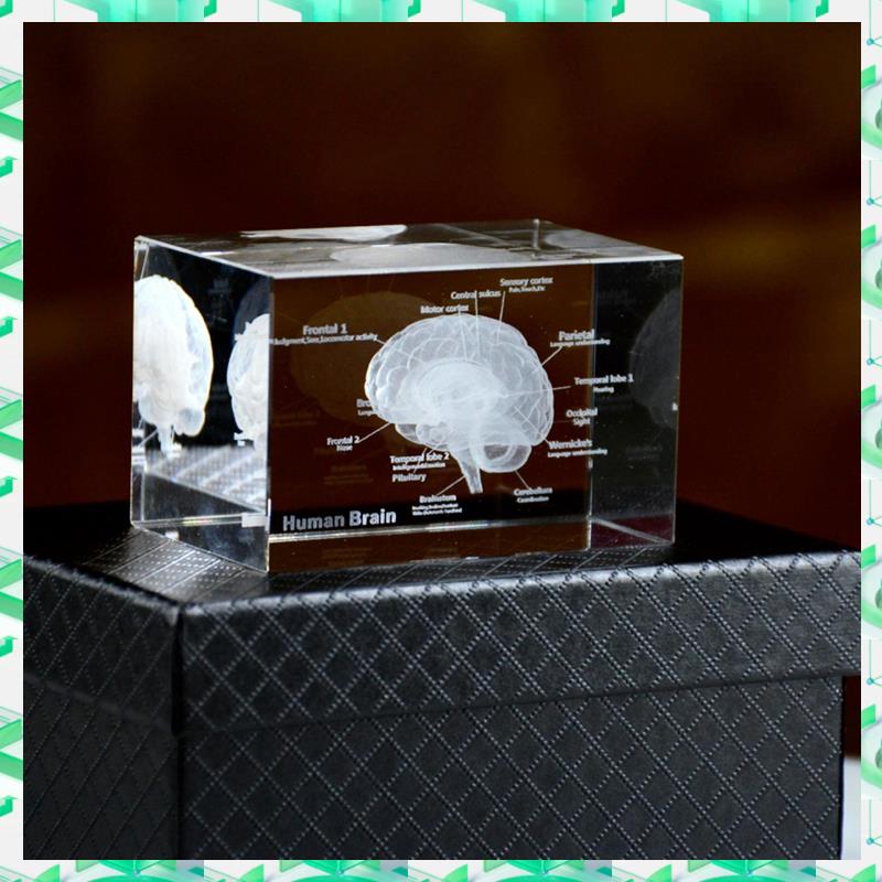 Art And Craft Science - FIZP cristallo 3D cervello modello anatomico
