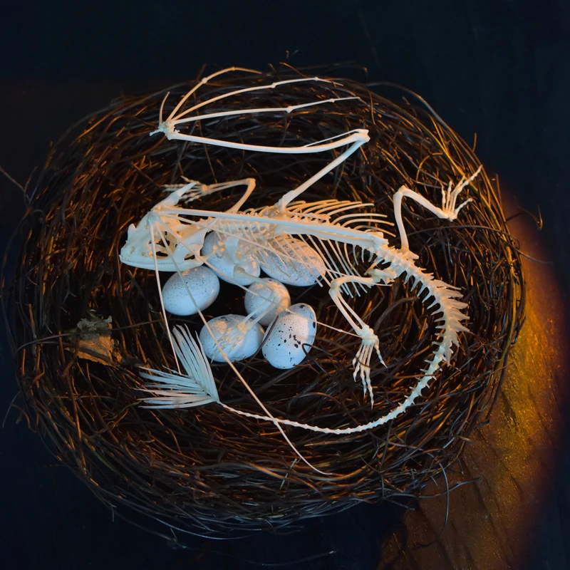 Art And Craft Science - Replica Scheletro di Drago Senza Denti