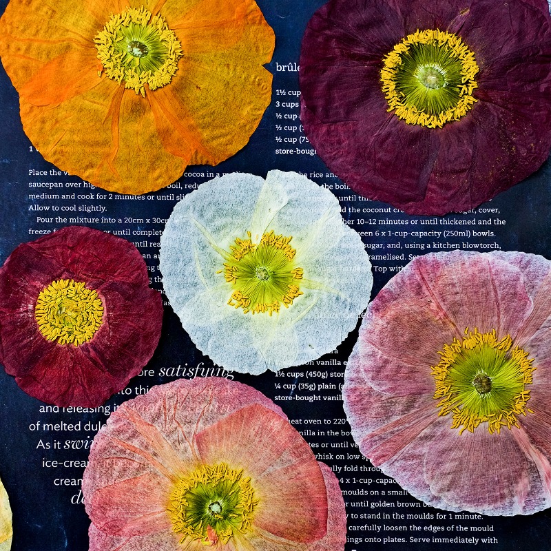 1 pz, Fiori di Papavero Natura - Art And Craft Photos recensione e prezzo