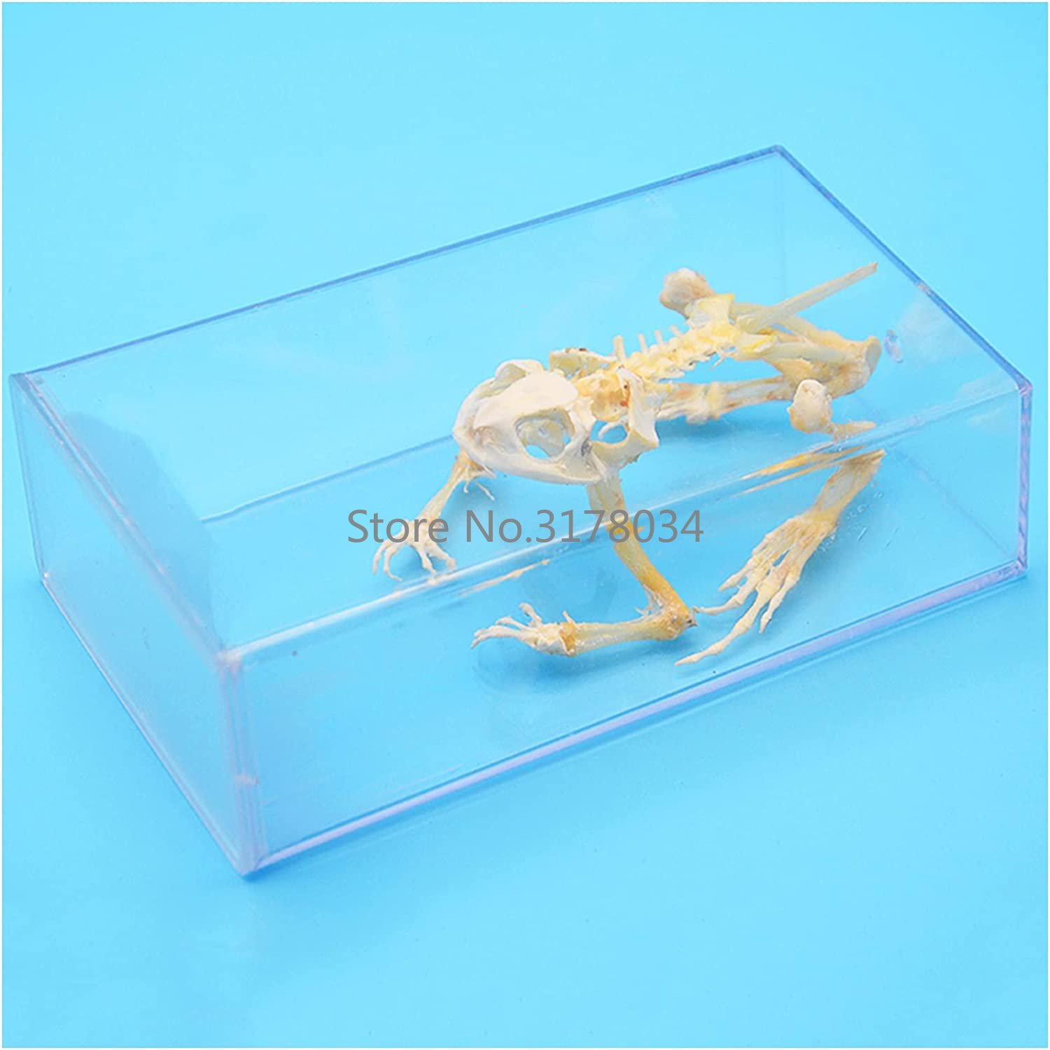 Modello di scheletro animale c - Art And Craft Science recensione e prezzo