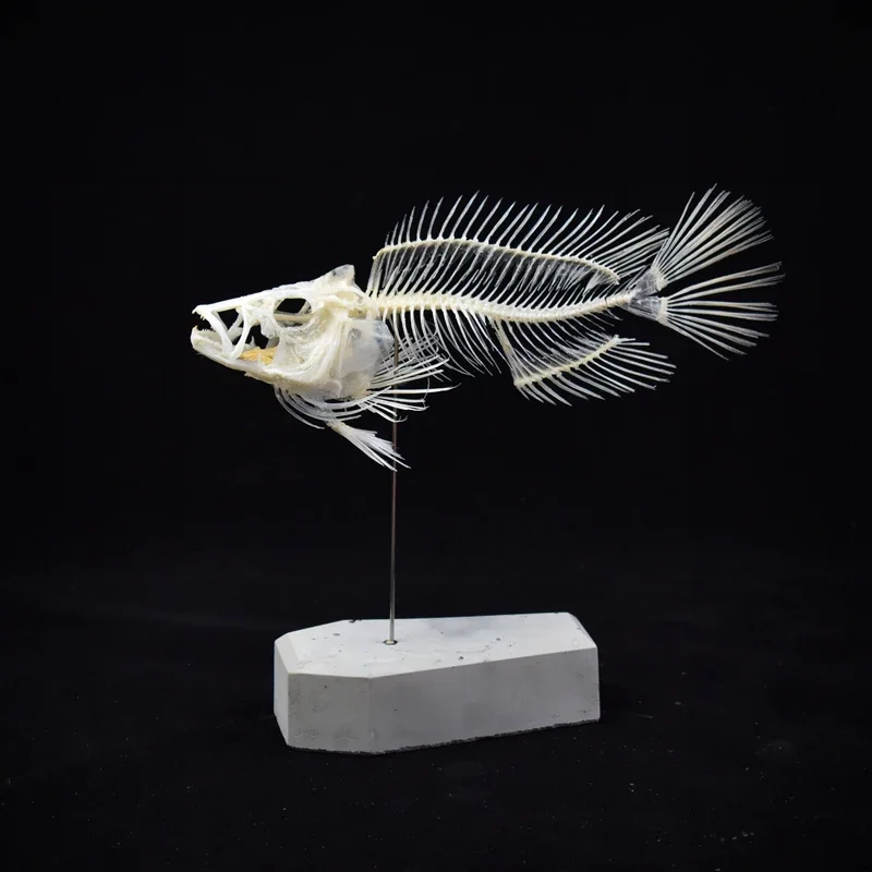Modello di Scheletro di Pescio - Art And Craft Science recensione e prezzo