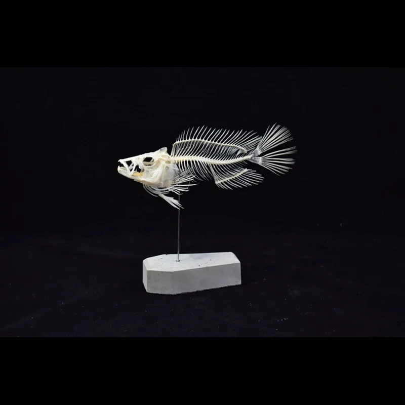 Modello di Scheletro di Pescio - Art And Craft Science recensione e prezzo