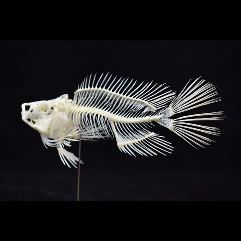 Modello di Scheletro di Pescio - Art And Craft Science recensione e prezzo