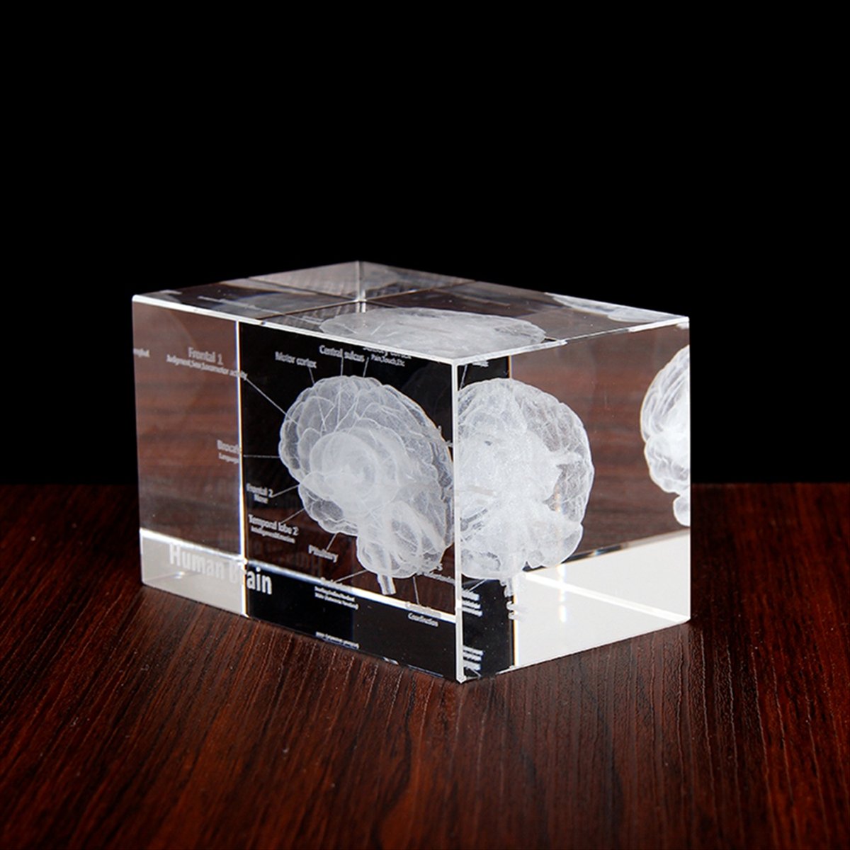 Modello Anatomico del Cervello - Art And Craft Science recensione e prezzo