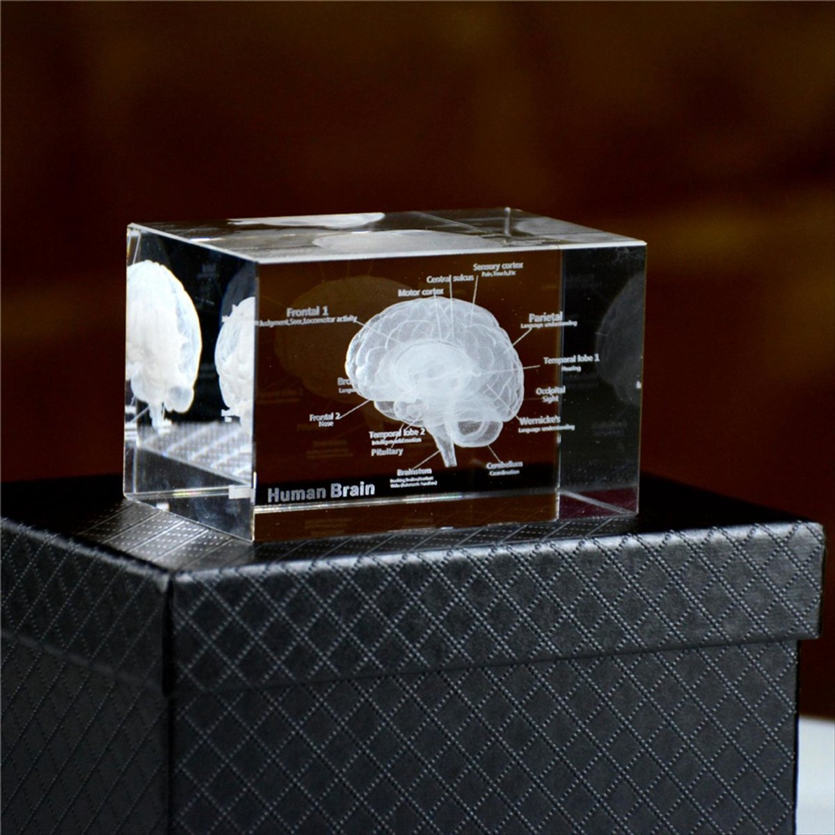 Modello Anatomico del Cervello - Art And Craft Science recensione e prezzo
