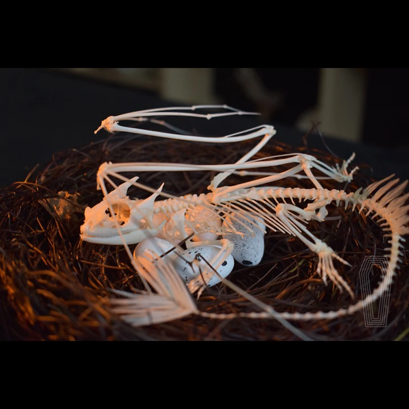 Replica Scheletro di Drago Sen - Art And Craft Science recensione e prezzo